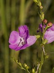 Beach false foxglove