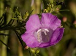 Beach false foxglove