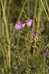 Beach false foxglove