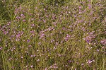 Beach false foxglove