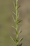 Beach false foxglove