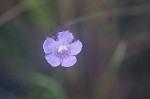 Saltmarsh false foxglove