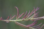 Saltmarsh false foxglove