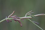 Saltmarsh false foxglove