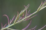 Saltmarsh false foxglove