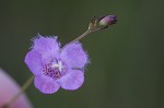 Saltmarsh false foxglove