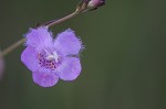 Saltmarsh false foxglove