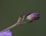 Saltmarsh false foxglove