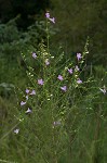 Purple false foxglove