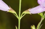 Purple false foxglove