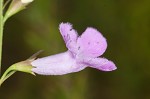 Purple false foxglove