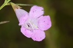 Purple false foxglove