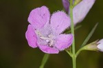 Purple false foxglove