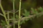 Purple false foxglove