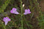 Purple false foxglove