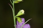 Purple false foxglove