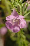 Prairie false foxglove