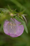 Prairie false foxglove