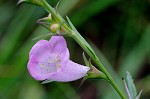 Prairie false foxglove