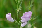 Prairie false foxglove