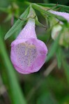 Prairie false foxglove