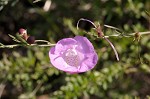 Prairie false foxglove