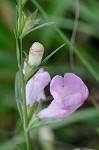 Prairie false foxglove