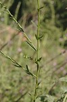 Prairie false foxglove