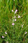 Prairie false foxglove