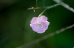 Green false foxglove