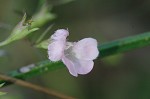 Green false foxglove