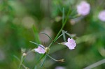 Green false foxglove