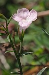 Green false foxglove