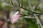 Green false foxglove