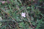 Green false foxglove