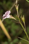 Green false foxglove