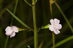 Green false foxglove