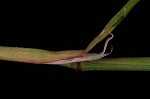 Silver hairgrass