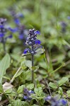 Common bugle