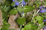 Common bugle