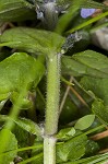 Common bugle