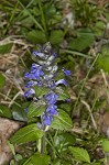 Common bugle