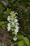 Common bugle