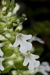 Common bugle