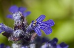 Common bugle