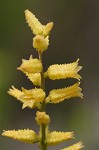 Yellow colicroot