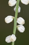 Southern colicroot