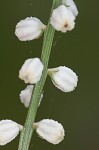 Southern colicroot