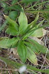 Southern colicroot