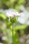 Wild onion